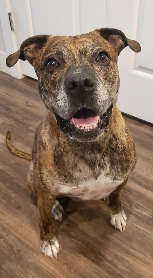 Our sweet dog, Penny Penny smiling, our brindle boxer-mix